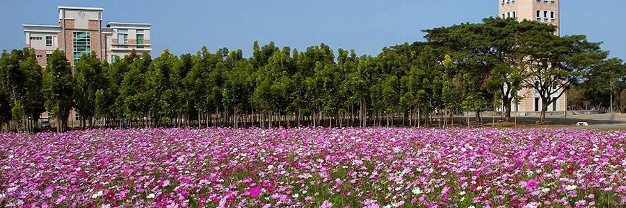 The Cosmos Flower Fields at TransWorld University